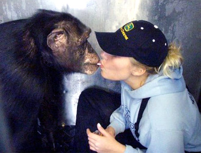 Tootie, a chimpanzee, interacts with Tricyn Huntsman at Stump Hill Farm. The 36-year-old chimp was one of 10 animals removed by the state Department of Agriculture Wednesday from the Perry Township animal sanctuary and education center. A judge Thursday, ordered the animals returned. (Photo courtesy Stump Hill Farm)