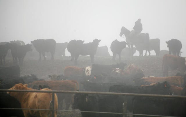 A cowboy moves livestock in a cattle feedlot next to a Tyson Foods slaughterhouse near Pasco in Washington in December 2013. REUTERS/Ross Courtney/File Photo