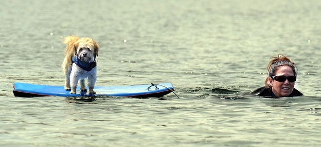 In what has become a daily routine, Nancie Handy of Framingham swims across Learned Pond in Framingham on Tuesday while towing her dog, Sunny, 3, on a boogie board.