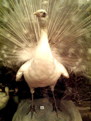 The last white peacock at Benson’s Wild Animal Farm is preserved in the bird collection of the Woodman Museum. Courtesy photo