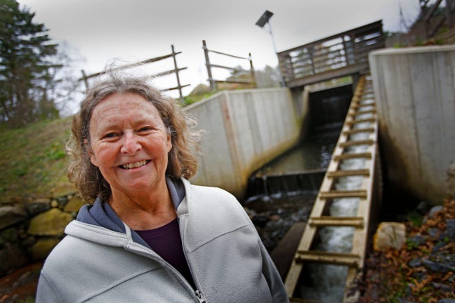 Joan at the brooks fish ladder.

Joan Doucette, 68 of Halifax is a fish counting volunteer with the North South Rivers Watershed Association. She counts herring and alwives as they migrate up the Herring Brook at Glover Mill Pond in Pembroke on Wednesday, May 04, 2016. Greg Derr/ The Patriot Ledger.