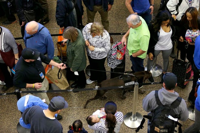A dog handler with the Transportation Security Administration walks through lines of travelers approaching a security screening checkpoint at Seattle-Tacoma International Airport in Seattle. (AP Photo/Ted S. Warren, File)