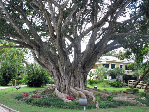 This undated photo taken in Puerto Rico shows a weeping fig tree. While growing to majestic proportions in the tropics, weeping figs also do quite well as a houseplant in the northern region of the U.S. (Lee Reich via AP)