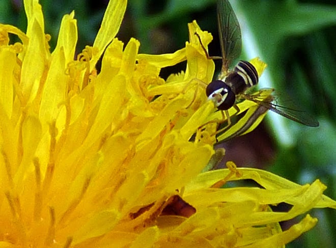 Photo by Sue Pike

A tiny fly feeding from a dandelion.