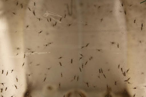 In this May 4th, 2016 photo, Aedes Albopictus mosquitoes sit in a secured U.S Department of Agriculture lab in Manhattan, Kansas. The mosquitoes are part of the USDA's high school pilot program which relies on students to set mosquito traps that will help improve official mosquito maps. (AP Photo/Josh Replogle)