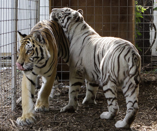 Stump Hill Farm near Massillon had these tigers in 2012, when a new state law began requiring the registration of exotic animals. The state seized five unregistered tigers, plus other animals, from the farm on May 4.