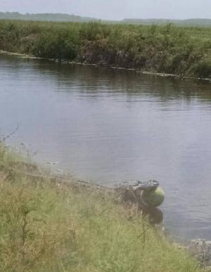 This alligator was recently caught stealing watermelon out of field in Hendry County. The photo stunned Steve Stiegler, a wildlife biologist in the alligator management program at the state's Fish and Wildlife Conservation Commission, who said watermelon is not part of an alligator's normal diet. Florida Agricultural Crimes Intelligence Unit photo