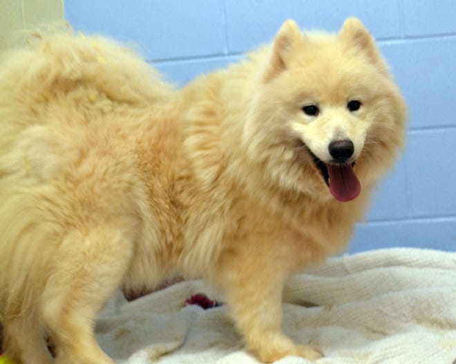 Dogs rescued from a meat farm in South Korea are being cared for at the New Hampshire Society for the Prevention of Cruelty to Animals in Stratham, officials say. Courtesy photo