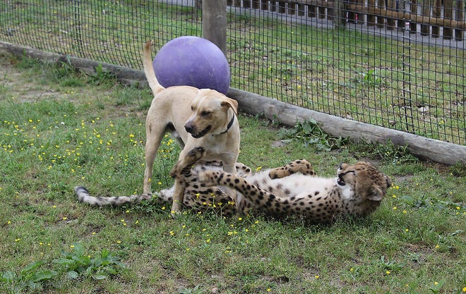Kumbali, a cheetah, and Kago, a golden retriever, live together and play together together at the Metro Richmond Zoo on May 18, 2016. Sean CW Korsgaard/progress-index.com