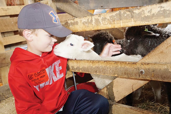 Parker Baughey, a Clinton Elementary School third-grader, greets a lamb during a field trip to the Farmer's Antique Tractor and Engine Association annual spring show Friday.