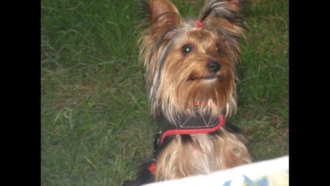 Jenifer Bowman is still mourning her 9-year-old Yorkshire terrier, Rudy. He was bit by snake this month by her family’s barn in Kings Mountain.