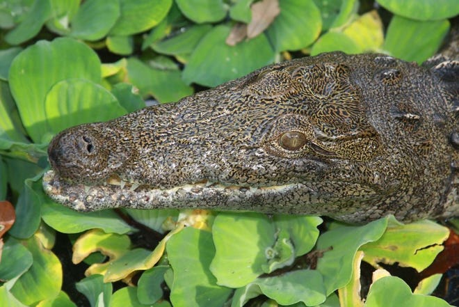 This 2012 photo provided by Joe Wasilewski, shows a Nile crocodile that he found in Homestead, Fla. University of Florida researchers recently published a paper showing that captured reptiles in 2009, 2001 and 2014 are Nile crocs. Nile crocs are believed to be responsible for up to 200 fatalities annually in their native sub-Saharan Africa. The Nile croc, if it became established in the Everglades, would add one more invasive threat to the region's teetering ecosystem. ( Joe Wasilewski via AP)