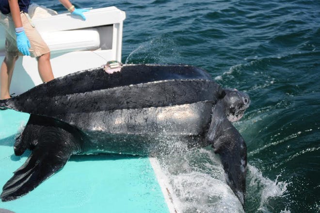 Maeby, a tagged 700-pound leatherback sea turtle, is released off the back of a lobster boat in Nantucket Sound in the summer of 2012. Last week, Maeby - named after a fictional character in the TV show, “Arrested Development” - became the first New England leatherback known to have nested in Puerto Rico. Photo Credit: Kara Dodge / Large Pelagics Research Center / NMFS Permit #15672