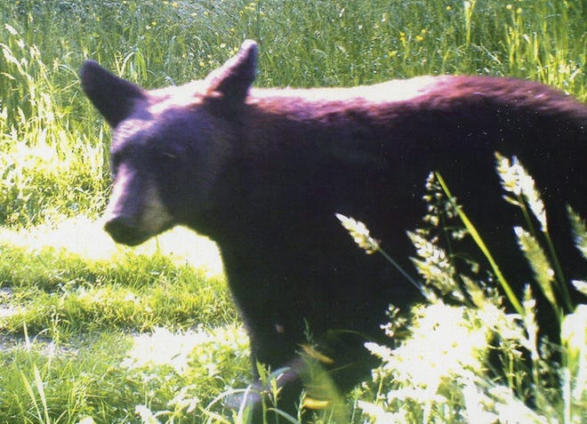 The state estimates Florida has 4,350 adult bears, with 1,230 in its Central bear management region, which includes all or parts of Alachua, Bradford, Brevard, Clay, Flagler, Lake, Marion, Orange, Putnam, Seminole, St. Johns, Sumter and Volusia counties. The region's estimated bear population has grown nearly 20 percent since 2002. GateHouse Media