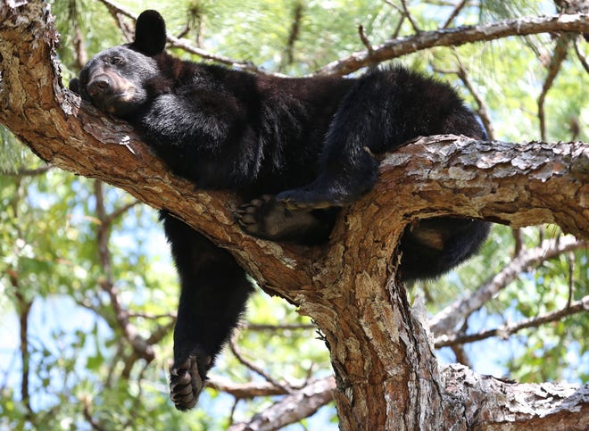 A young Florida black bear rests near the top of a pine tree in Silver Springs Shores on Sunday. An officer with the Florida Fish and Wildlife Conservation Commission, who was on scene to help with traffic, said that he estimated that the male bear is about 1 1/2 years old and weighs about 175 pounds and that he might have left his mother to go out on his own because it is springtime. OCALA STAR-BANNER/ Bruce Ackerman