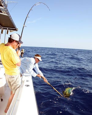 Bob McNally For the Times-Union Hard-fighting, high-leaping, colorful and good-eating dolphin (mahi-mahi) have been offering good fishing off the First Coast all spring.