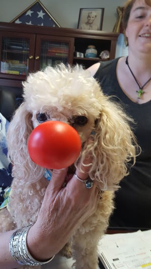 Lola and Kloe made the most of red nose day. Here is Kloe. Submitted by Karen Laird