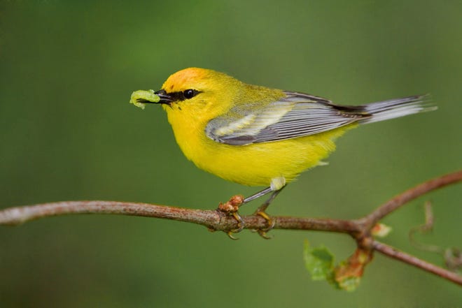 Blue-winged warblers are rare but beautiful visitors to Mid-Missouri. Males have bright yellow heads and breasts with blue-gray wings, while females are duller in color.