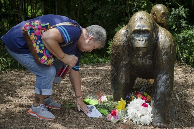 Eula Ray, of Hamilton, Ohio, whose son is a curator for the zoo, touches a sympathy card beside a gorilla statue outside the Gorilla World exhibit at the Cincinnati Zoo & Botanical Garden on Sunday, in Cincinnati. On Saturday, a special zoo response team shot and killed Harambe, a 17-year-old gorilla, that grabbed and dragged a 4-year-old boy who fell into the gorilla exhibit moat. Authorities said the boy is expected to recover. He was taken to Cincinnati Children's Hospital Medical Center.   AP Photo/John Minchillo