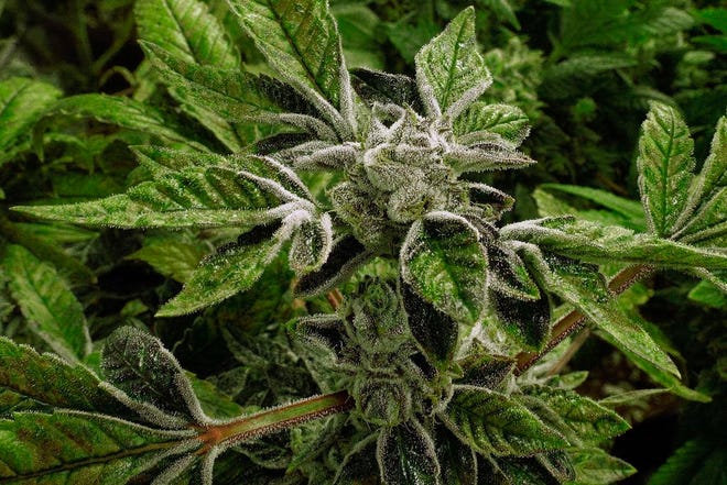 In this Sept. 15, 2015 file photo, marijuana plants with their buds covered in white crystals called trichomes, are a few weeks away from harvest at the Ataraxia medical marijuana cultivation center in Albion, Ill. (AP Photo/Seth Perlman, File)
