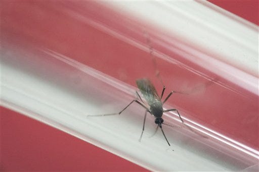 FILE - In this May 23, 2016, file photo, an Aedes aegypti mosquito sits inside a glass tube at the Fiocruz institute where they have been screening for mosquitos naturally infected with the Zika virus in Rio de Janeiro, Brazil. In Puerto Rico fear over Zika is stunting the growth of tourism, the only industry that was starting to flourish as the island teeters on financial collapse amid a decade-long economic crisis.(AP Photo/Felipe Dana, File)