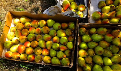 This Aug. 25, 2015 photo shows freshly picked Bartlett pears at a privately owned orchard near Langley, Wash., and were donated to a nearby food co-op serving needy families. (Dean Fosdick via AP)