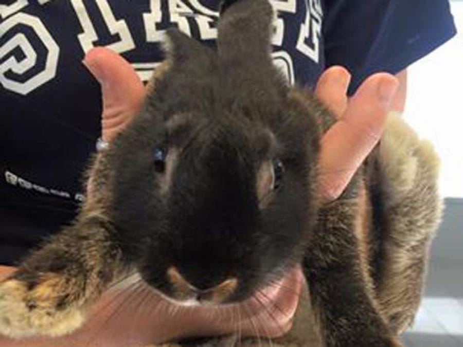 VIDEO: 3 teens charged with animal cruelty after police say they threw  bunny against wall