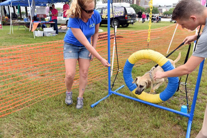 Jen Cole, owner of Port City Agility, takes a dog through the agility course at Pawz in Park. Mike Spencer/StarNews