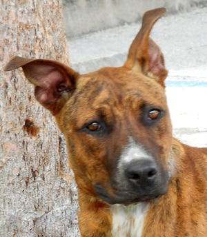 Rex is a 1-year-old neutered male terrier mix.