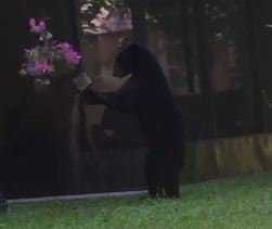 Green Cove Springs Police Department A young black bear checks out Green Cove Springs backyards Thursday.
