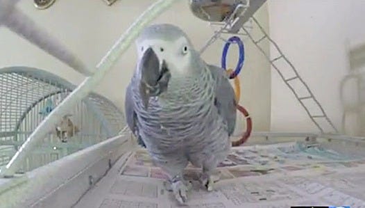 The owners of an African grey parrot in Michigan named "Bud" believe that the bird may have witnessed the fatal shooting of his owner. Courtesy of WOODTV