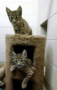 A pair of orphaned bobcat kittens have been given a new home at Buttonwood Park Zoo.