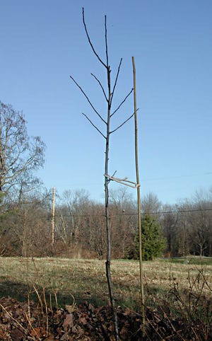 This stake supporting a young tree allows for some movement, which helps roots grow and promotes development of a sturdy trunk.