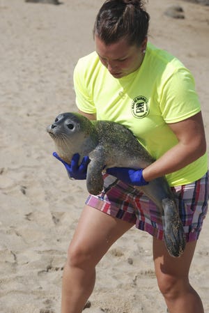 The Seacoast Science Center’s fundraising event, Sippin’ for Seals, on June 16, provides critical funding for its New Hampshire Marine Mammal Rescue program. Here, Marine Mammal Rescue Coordinator Ashley Stokes rescues harbor seal pup. Courtesy photo