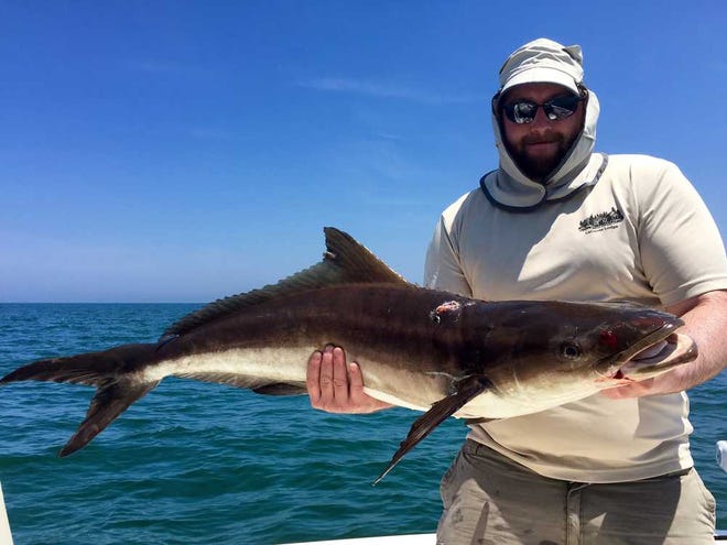 Tom Bengston from Marietta, Georgia, booked a local charter recently and took home some nice cobia filets. The fish was caught on a trolled pogy, on the Nine-Mile bottom.