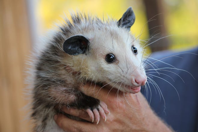 PIXABAY.COM

An opossum found its way into the home of a Dover resident.