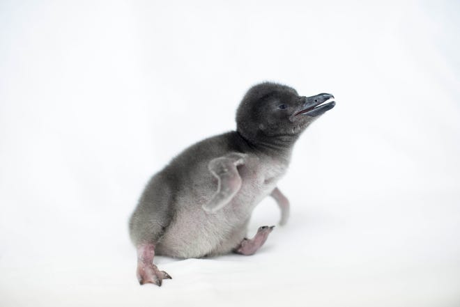 A Magellanic penguin chick hatched at the Jacksonville Zoo and Gardens on June 3. It will be hand-reared by zookeepers before being slowly introduced to the 16 penguins in the colony.