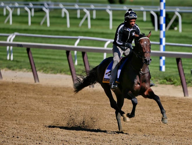 Belmont Stakes hopeful and Preakness Stakes winner, Exaggerator, with exercise rider Jermal Landry up, gallops around the main track at Belmont Park, Friday, June 10, 2016, in Elmont, N.Y. Exaggerator will compete in the 148th running of the Belmont Stakes Horse Race on Saturday. (AP Photo/Julie Jacobson)