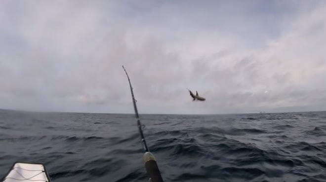 This is a screen grab from a video shot by Brandon Barton as the shark he had hooked leaped into the air to shake the hook.