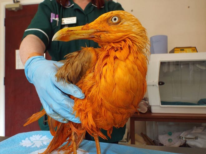 In this image dated Monday June 6, 2016, supplied Friday June 10, 2016, by Vale Wildlife Hospital & Rehabilitation Centre, the seagull rests at Vale Wildlife Hospital near Tewkesbury, Wales, after the sea bird fell into a container of the bright orange thick sticky Indian spice dish, chicken tikka masala, which turned the seagul bright orange.