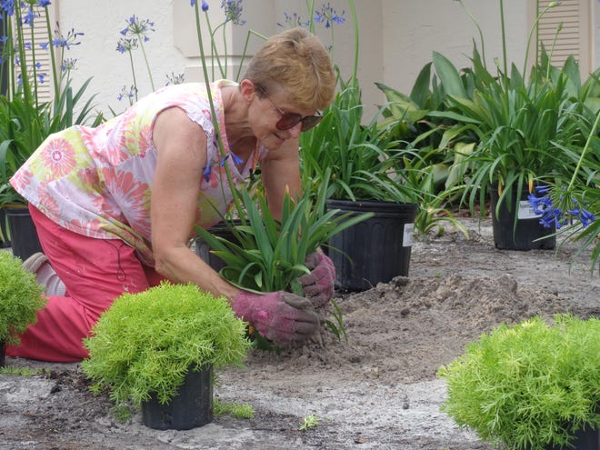 Helen Sanders works in her Deltona yard. Sanders is paying for the new sod in her yard, city spokesman Lee Lopez said, but is getting $500 in landscaping plants and materials after she entered and won the city's "Rescue My Yard" contest. News-Journal/Austin Fuller