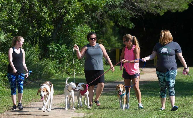 PETER.WILLOTT@STAUGUSTINE.COMSwamp Haven Rescue volunteers Mera Aitken, Lindsey Kelley, Melanie Merritt and Alyssa Kelley walk some of the dogs they have rescued through Treaty Park in St. Augustine on Wednesday, June 8