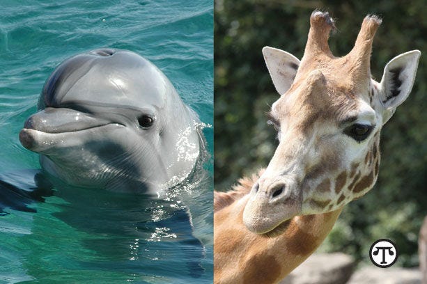 From the dolphins in the seas to the giraffes reaching into the trees, the magnificent creatures that share our world can be seen, saved and appreciated at zoos and aquariums. (NAPS)