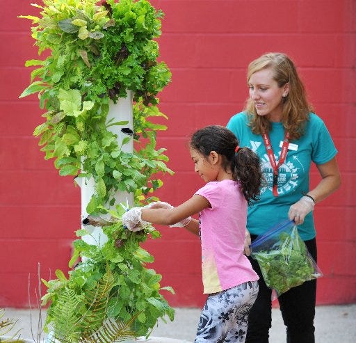 Katherine Cox harvests lettuce from the garden at the duPont YMCA on Old Kings Road with Destiny Gonzales, 10, as part of the summer program teaching children about healthy eating Monday.