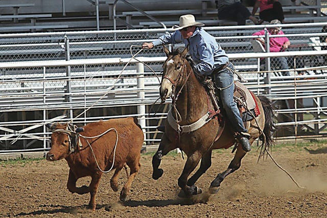 Field of 35 steer ropers contending for Ben Johnson Memorial honors