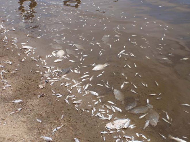 Dead menhaden and flounder line the Neuse shore at Fisher Landing. They are the victims of an early fish kill.