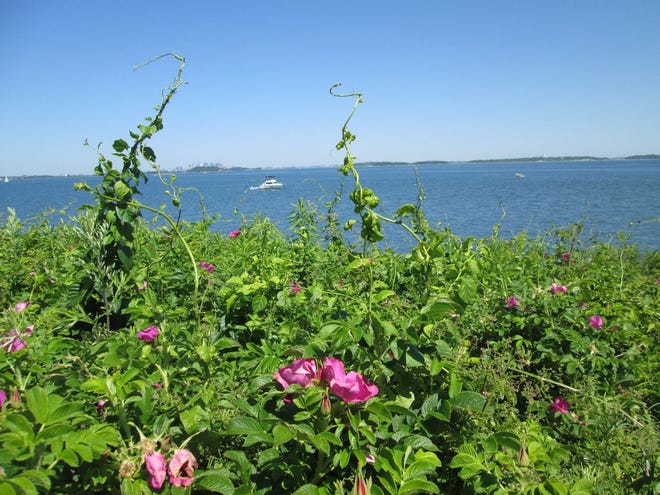 The tours of Nut Island State Park included views of Boston Harbor with rosa ragusa in the foreground.
