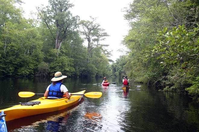 Black River Outdoors Center shows kayakers entering a cypress swamp on the Waccamaw River in South Carolina. 

Black River Outdoors Center via AP