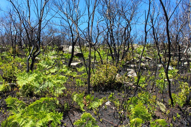 Bracken ferns were the first plants to grow back after a 2,028-acre wildfire burned Sam's Point Preserve six weeks ago. AMANDA LOVIZA-VICKERY/TIMES HERALD-RECORD