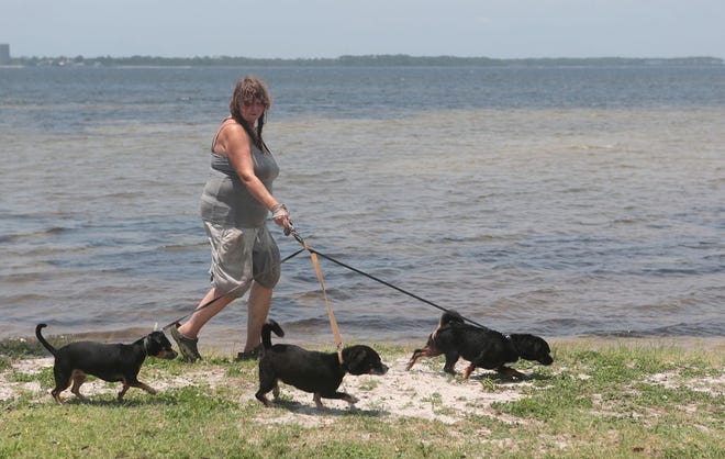 Virginia Stokes walks her dogs, from left, Lucy, Bear and Trickster, at Carl Gray Park on Friday. Bear, a Chihuahua-beagle mix, was quarantined at Bay County Animal Control for 10 days in May after biting a man.